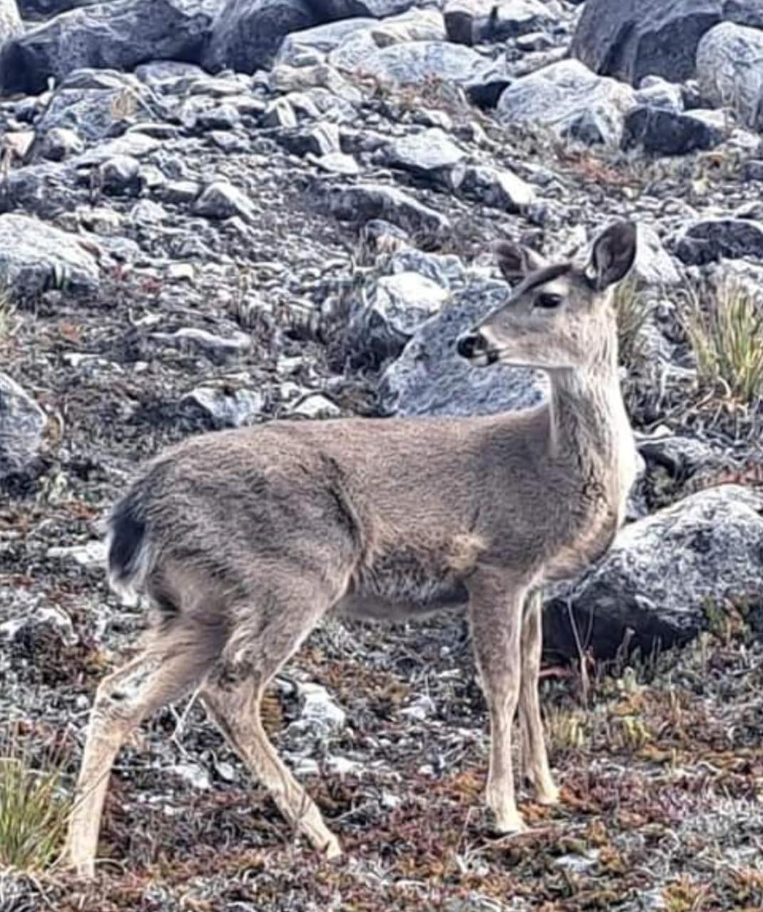 Gll Hotel El Cocuy Eksteriør billede